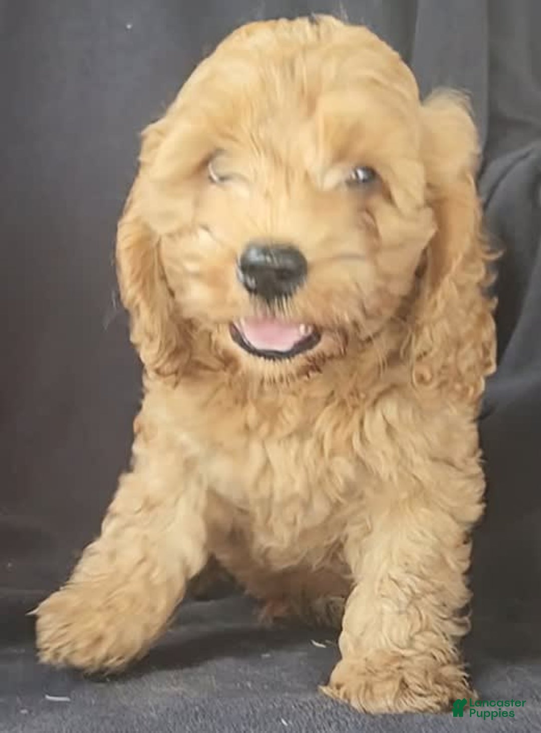 Cockapoo dogs for sale: Ben - Image 3