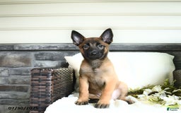 Belgian Malinois dogs for sale: Ashira - Image 1
