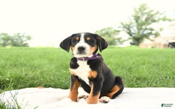 Greater Swiss Mountain Dog dogs for sale: Hunter - Image 8