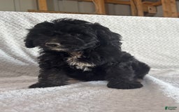 Mini Aussiedoodle dogs for sale: Harper - Image 6