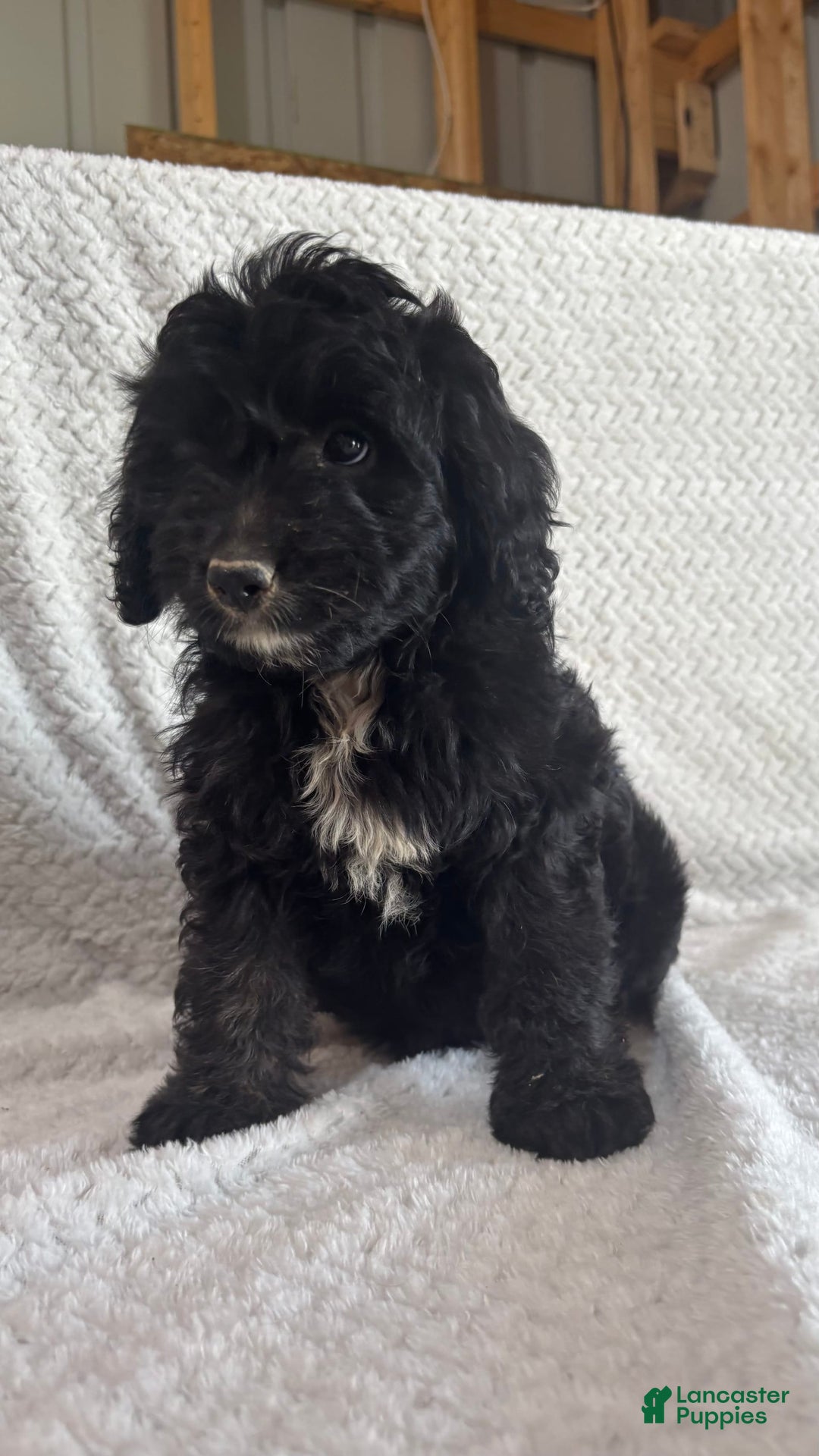 Mini Aussiedoodle dogs for sale: Harper - Image 6