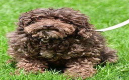 Shihpoo dogs for sale: Tysona - Image 9