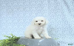 Mini Goldendoodle dogs for sale: Sophie - Image 4