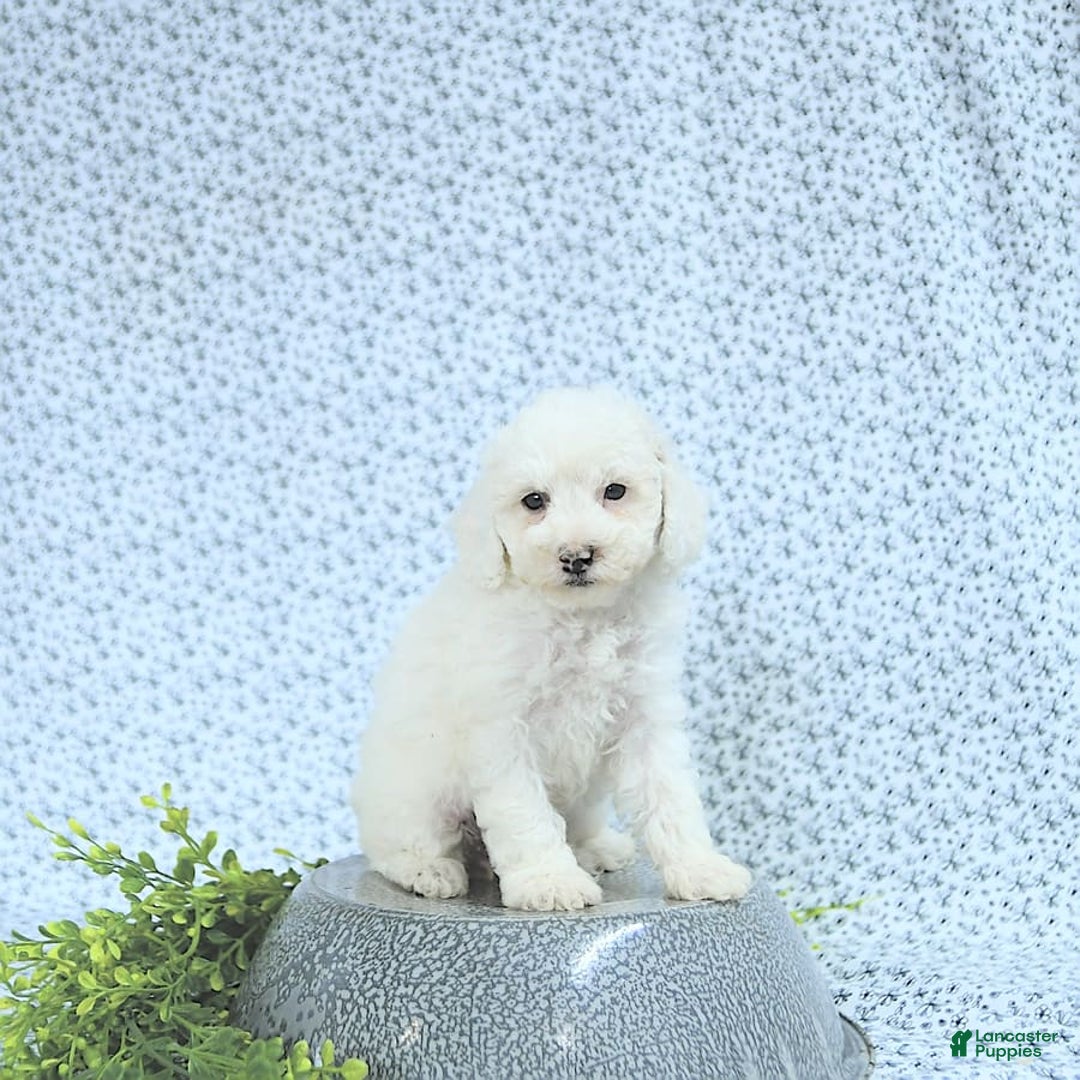Mini Goldendoodle dogs for sale: Sophie - Image 4