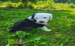 Old English Sheepdog dogs for sale: Aspen - Image 7