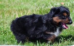 Miniature Australian Shepherd dogs for sale: Natasha - Image 7