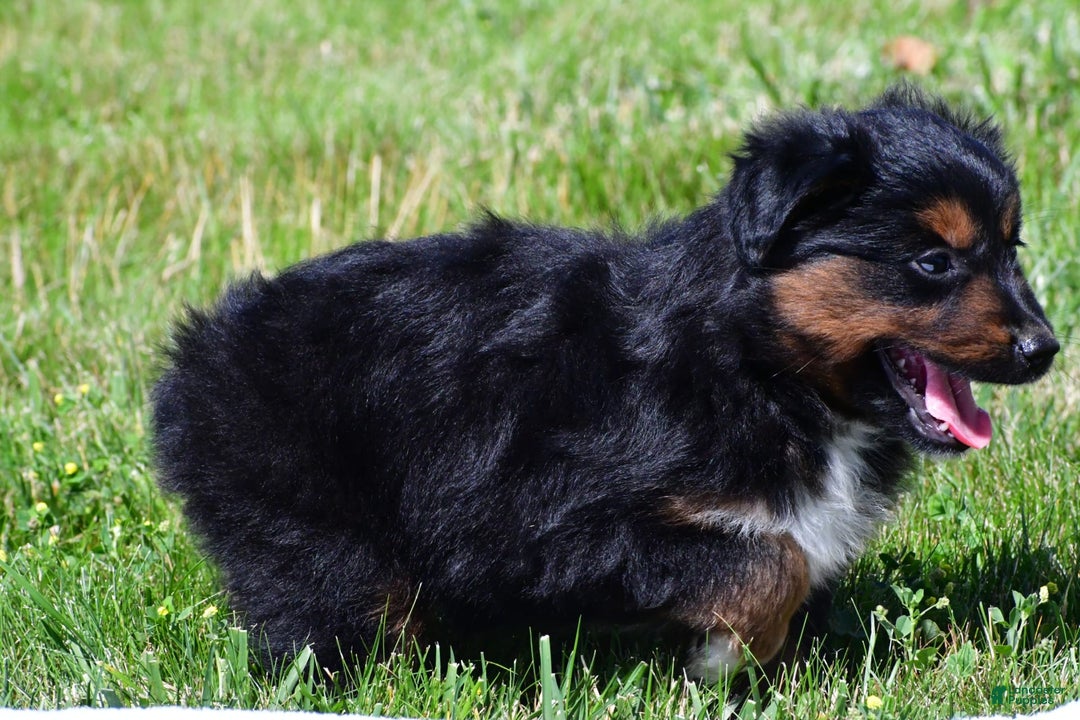 Miniature Australian Shepherd dogs for sale: Natasha - Image 7