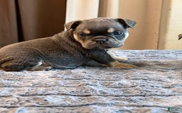 English Bulldog dogs for sale: Dreka - Image 1