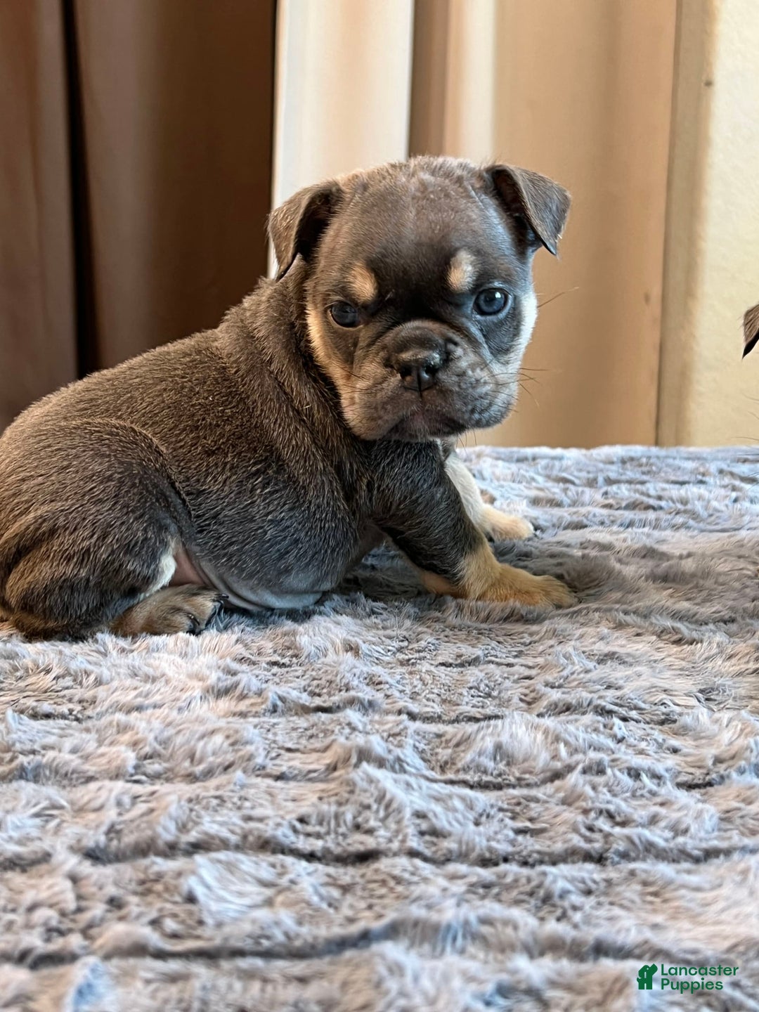 English Bulldog dogs for sale: Dreka - Image 1