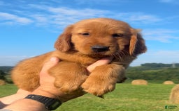 Golden Retriever dogs for sale: Chief - Image 5
