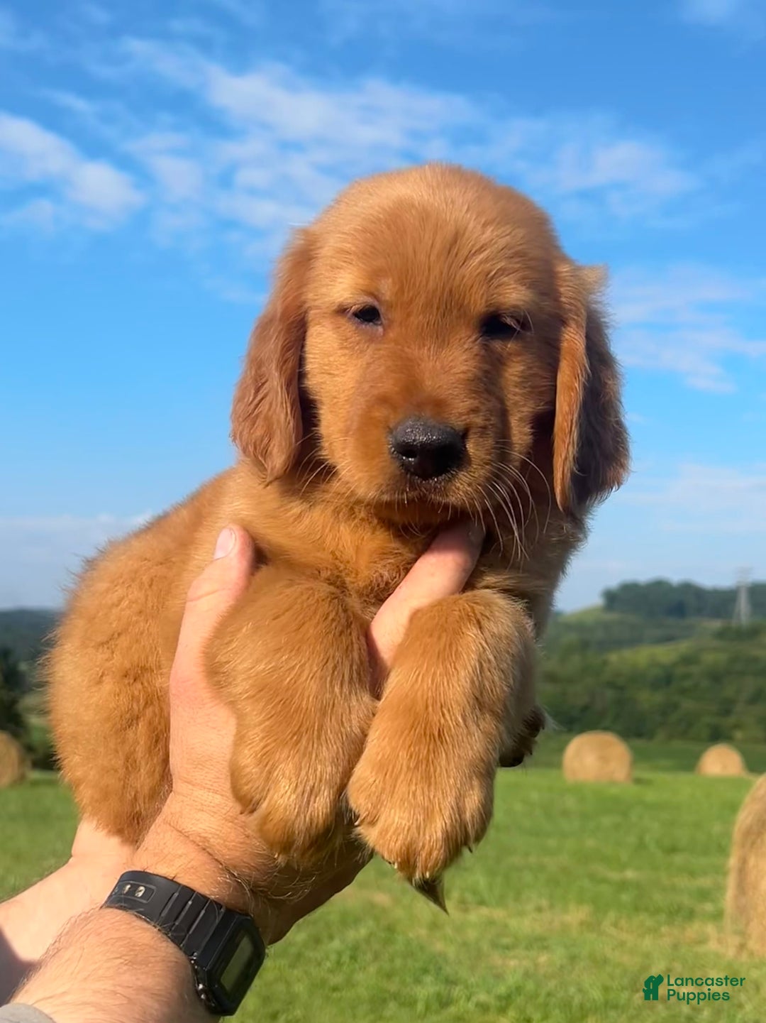 Golden Retriever dogs for sale: Chief - Image 5