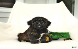 Bichpoo dogs for sale: Peppermint Patty - Image 3