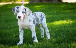 Great Dane dogs for sale: Joujou - Image 4