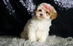 Maltipoo dogs for sale: Winona - Image 6