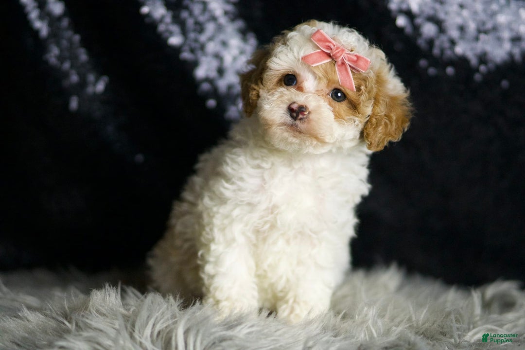 Maltipoo dogs for sale: Winona - Image 6