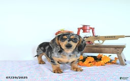 Miniature Dachshund dogs for sale: Tommy - Image 19