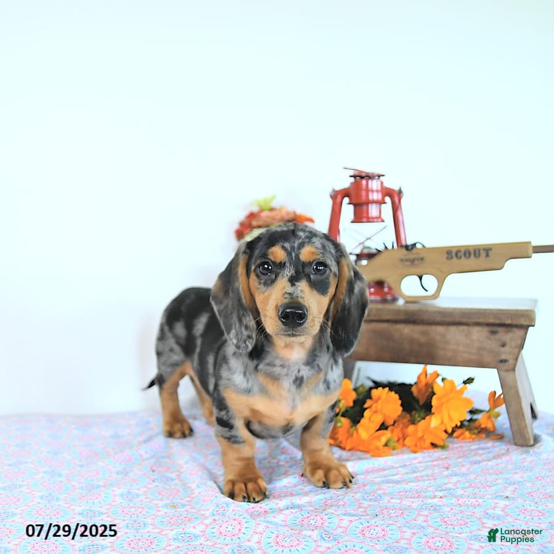 Miniature Dachshund dogs for sale: Tommy - Image 19