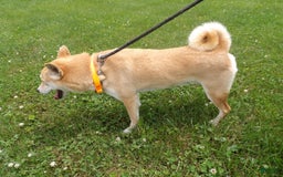 Shiba Inu dogs for sale: Red Bird - Image 2