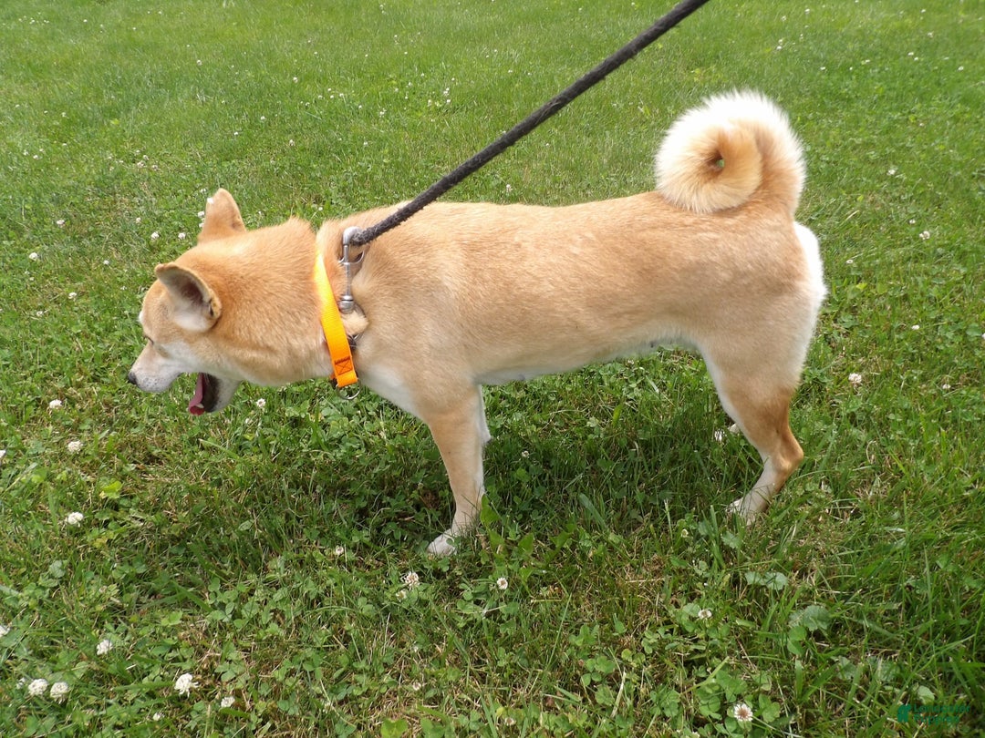 Shiba Inu dogs for sale: Red Bird - Image 2