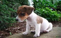 Jack Russell Terrier dogs for sale: Sparkles - Image 5