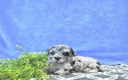Mini Goldendoodle dogs for sale: Kash - Image 9