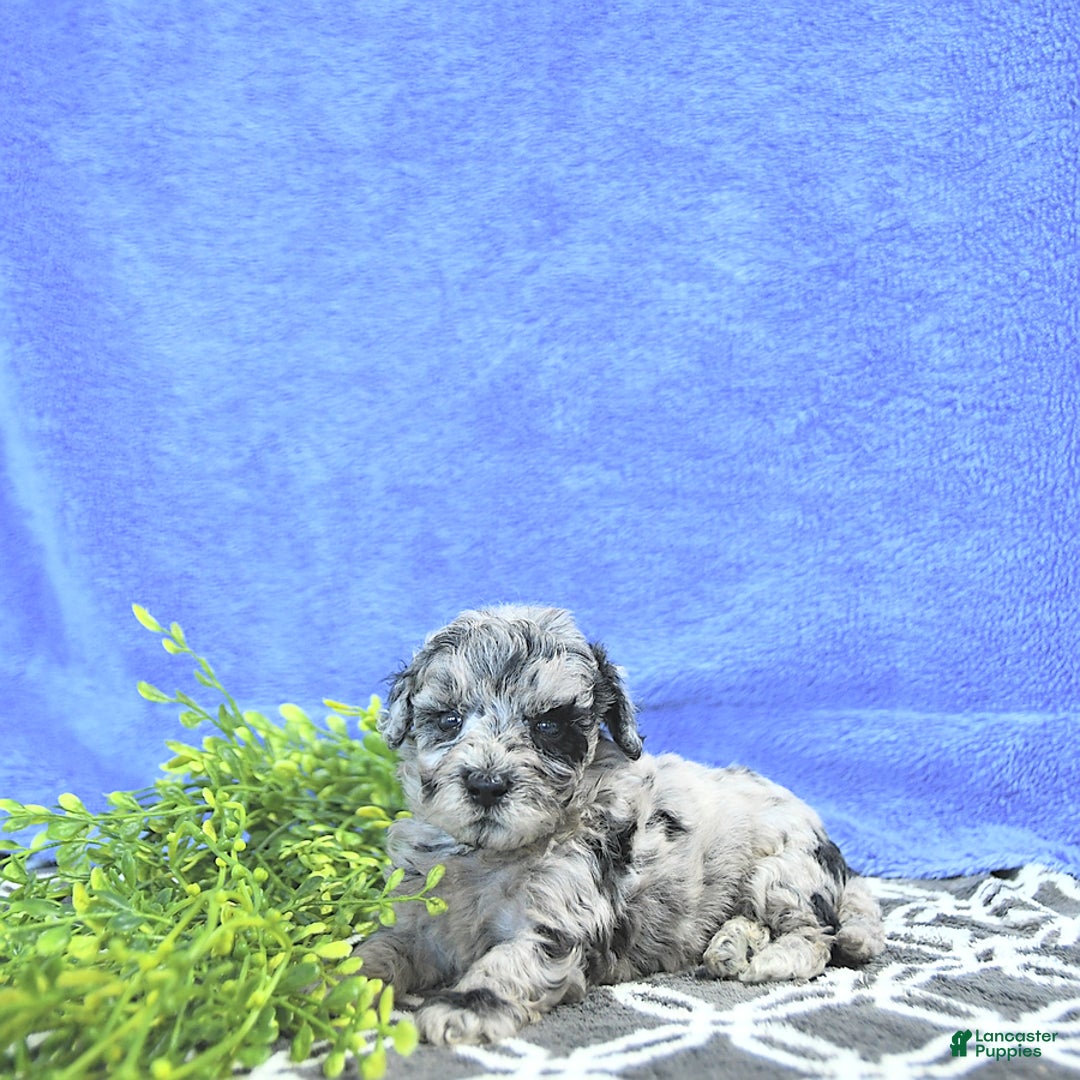 Mini Goldendoodle dogs for sale: Kash - Image 9