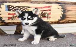 Siberian Husky dogs for sale: Rowdy - Image 2