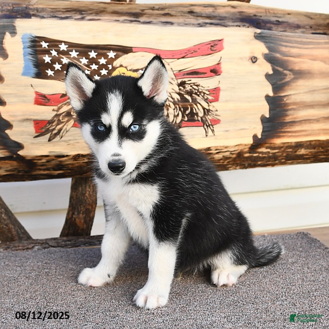 Siberian Husky dogs for sale: Rowdy - Image 2