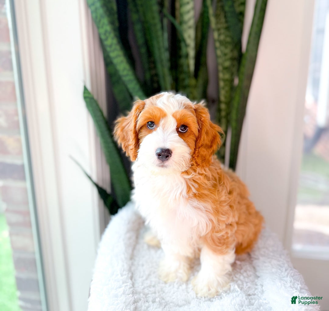 Cavapoo dogs for sale: Yolo - Image 4