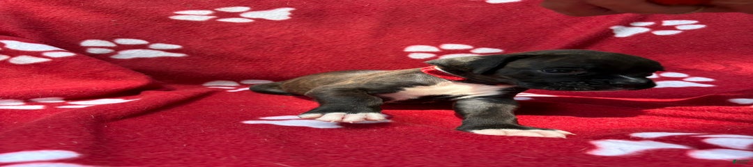 Rafael