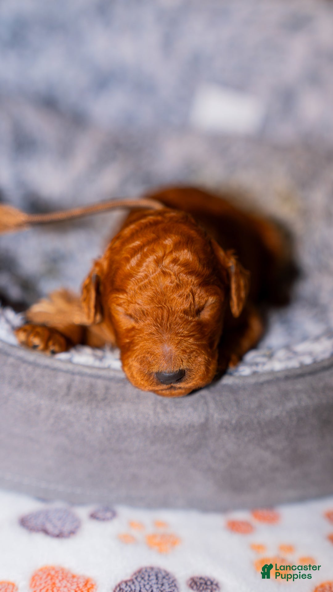Standard Poodle dogs for sale: Cayenne Brown Collar Poodle - Image 3
