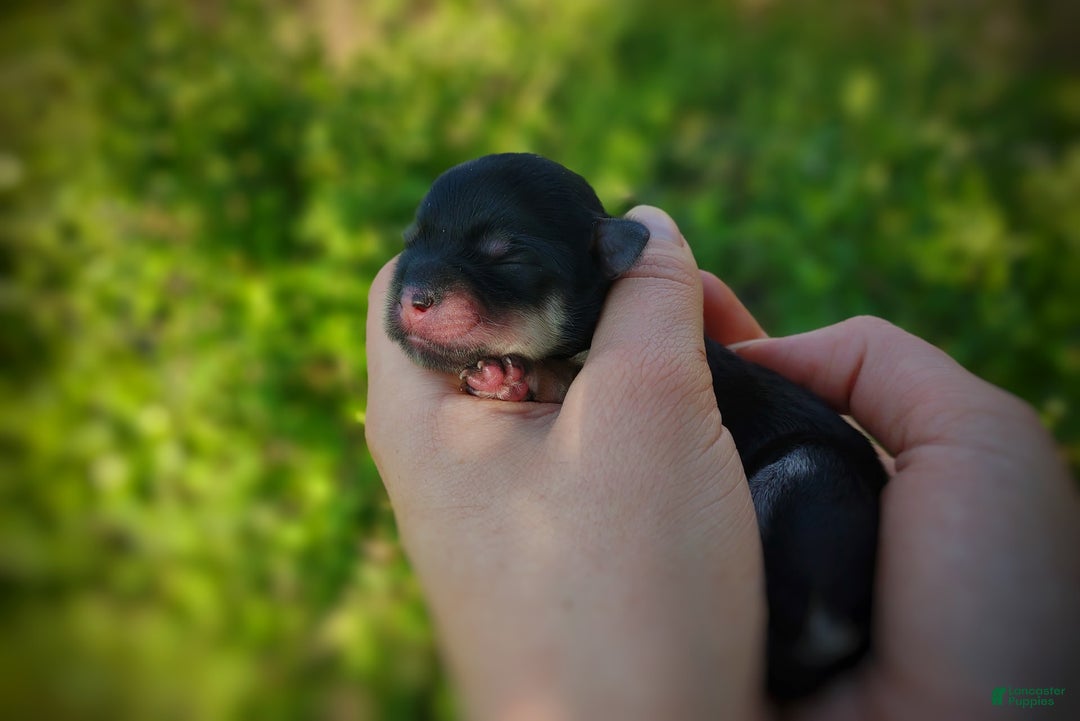 Morkie dogs for sale: Cream Point Ladybug - Image 1