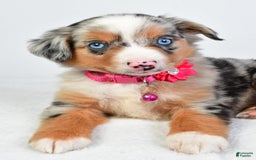 Miniature Australian Shepherd dogs for sale: Shelly - Image 3