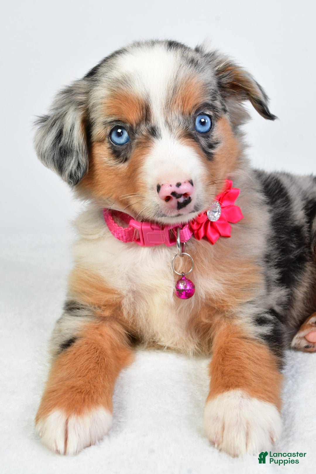 Miniature Australian Shepherd dogs for sale: Shelly - Image 3