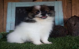 Pomeranian dogs for sale: Renzo - Image 4