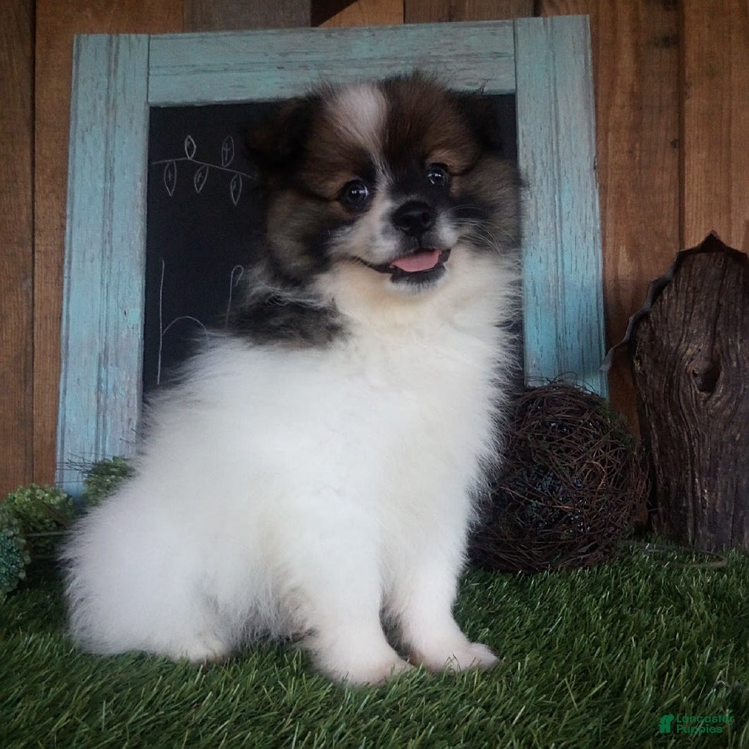 Pomeranian dogs for sale: Renzo - Image 4