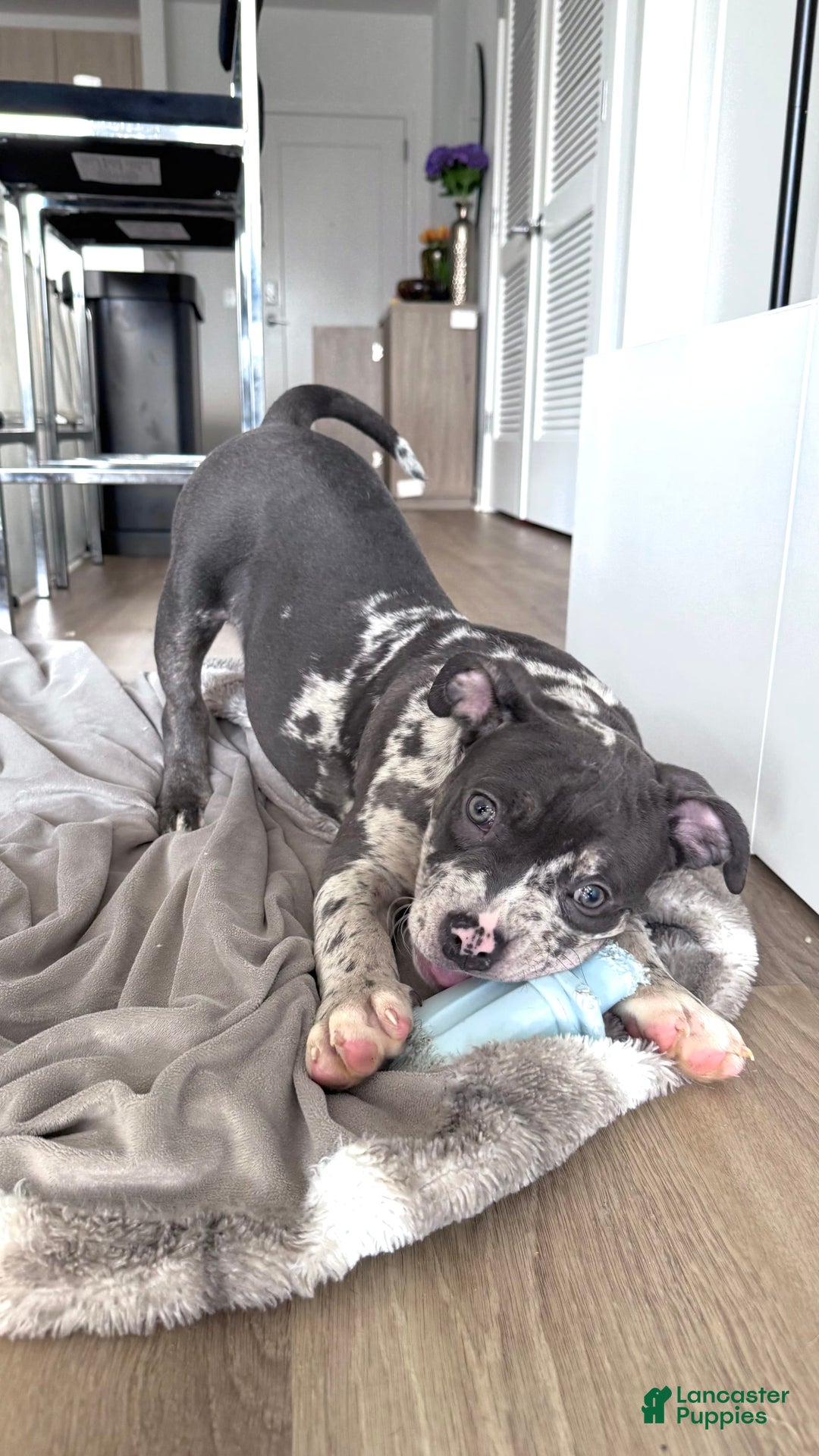 American Bully dogs for sale: Ryder - Image 1