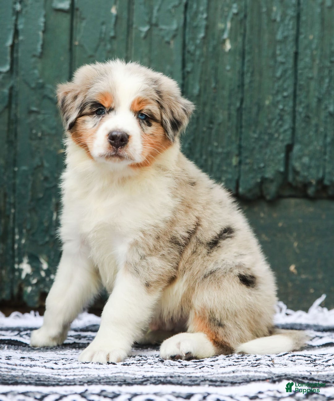 Australian Shepherd dogs for sale: Atlas - Image 6