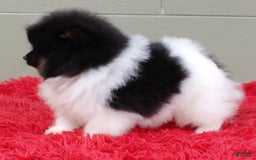 Pomeranian dogs for sale: Flip - Image 4