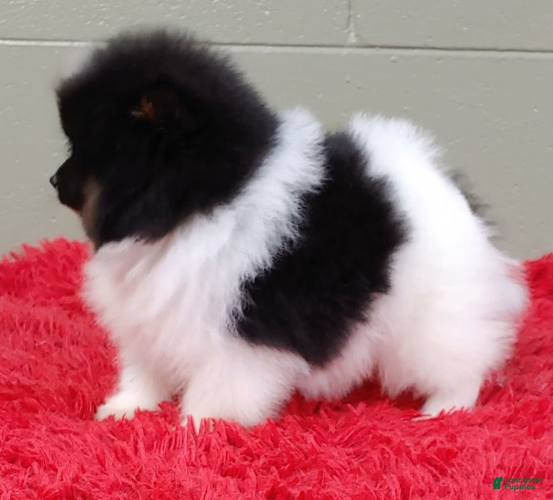 Pomeranian dogs for sale: Flip - Image 4