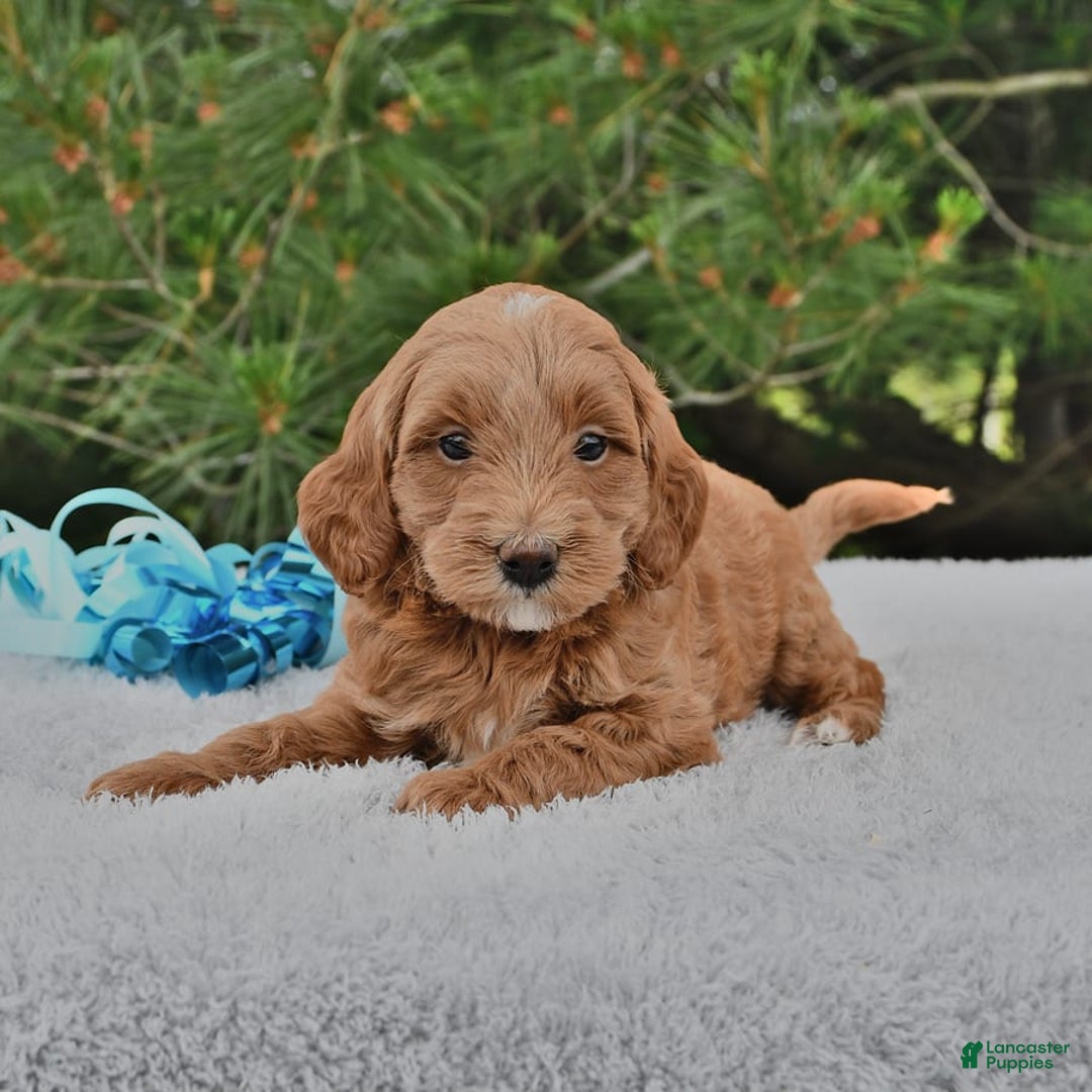 Mini Goldendoodle dogs for sale: Daisy - Image 14