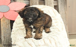 Mini Goldendoodle dogs for sale: Mugsy - Image 1