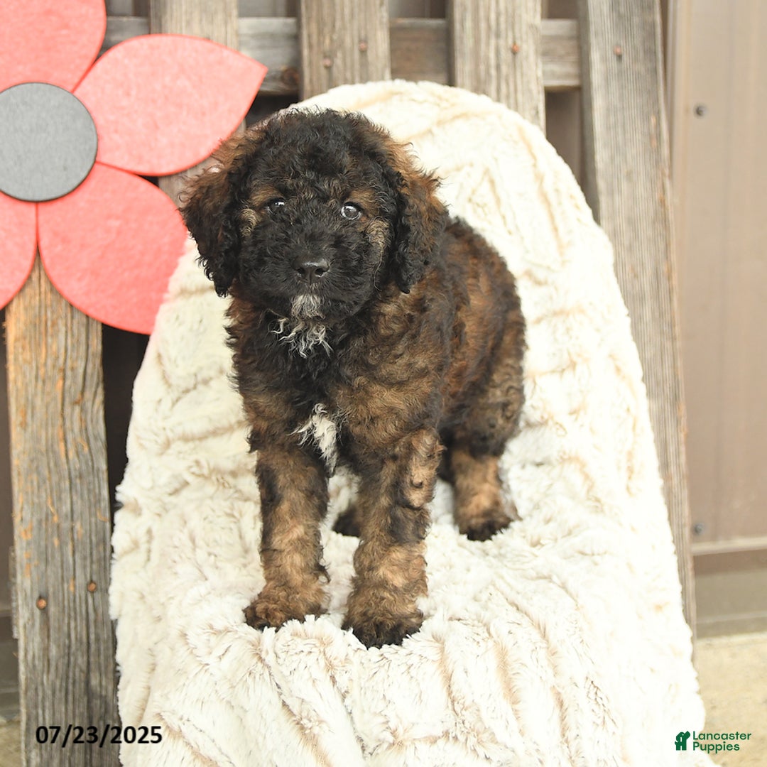 Mini Goldendoodle dogs for sale: Mugsy - Image 1