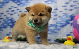 Shiba Inu dogs for sale: Larry - Image 30