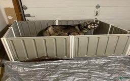 Siberian Husky dogs for sale: Maverick - Image 13
