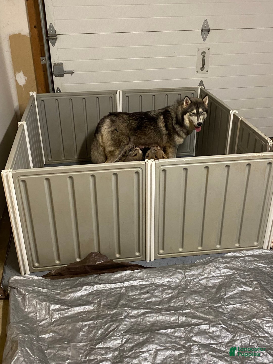 Siberian Husky dogs for sale: Maverick - Image 13