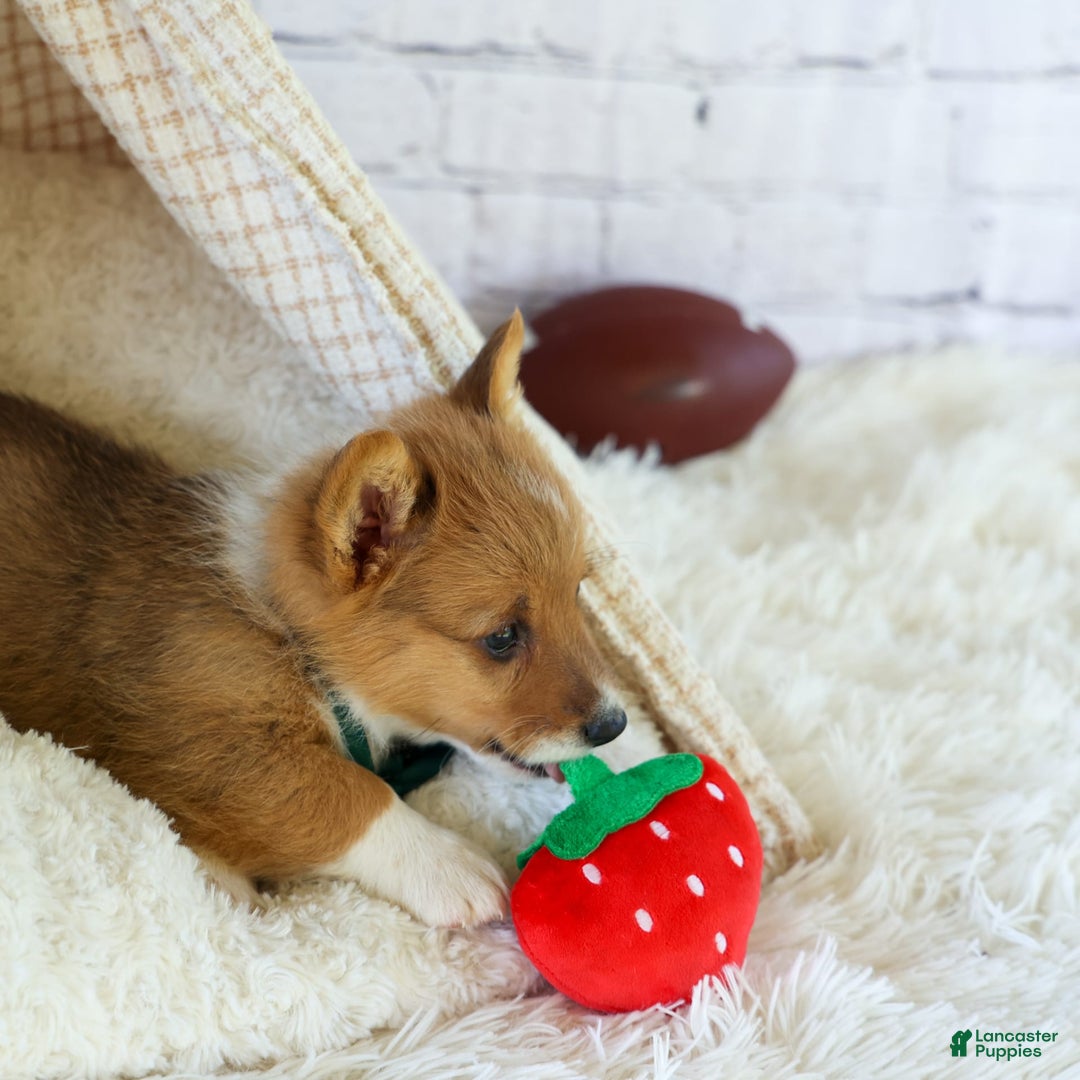 Welsh Corgi Pembroke dogs for sale: Garrett - Image 8