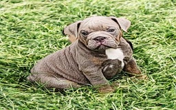 English Bulldog dogs for sale: Velour - Image 6