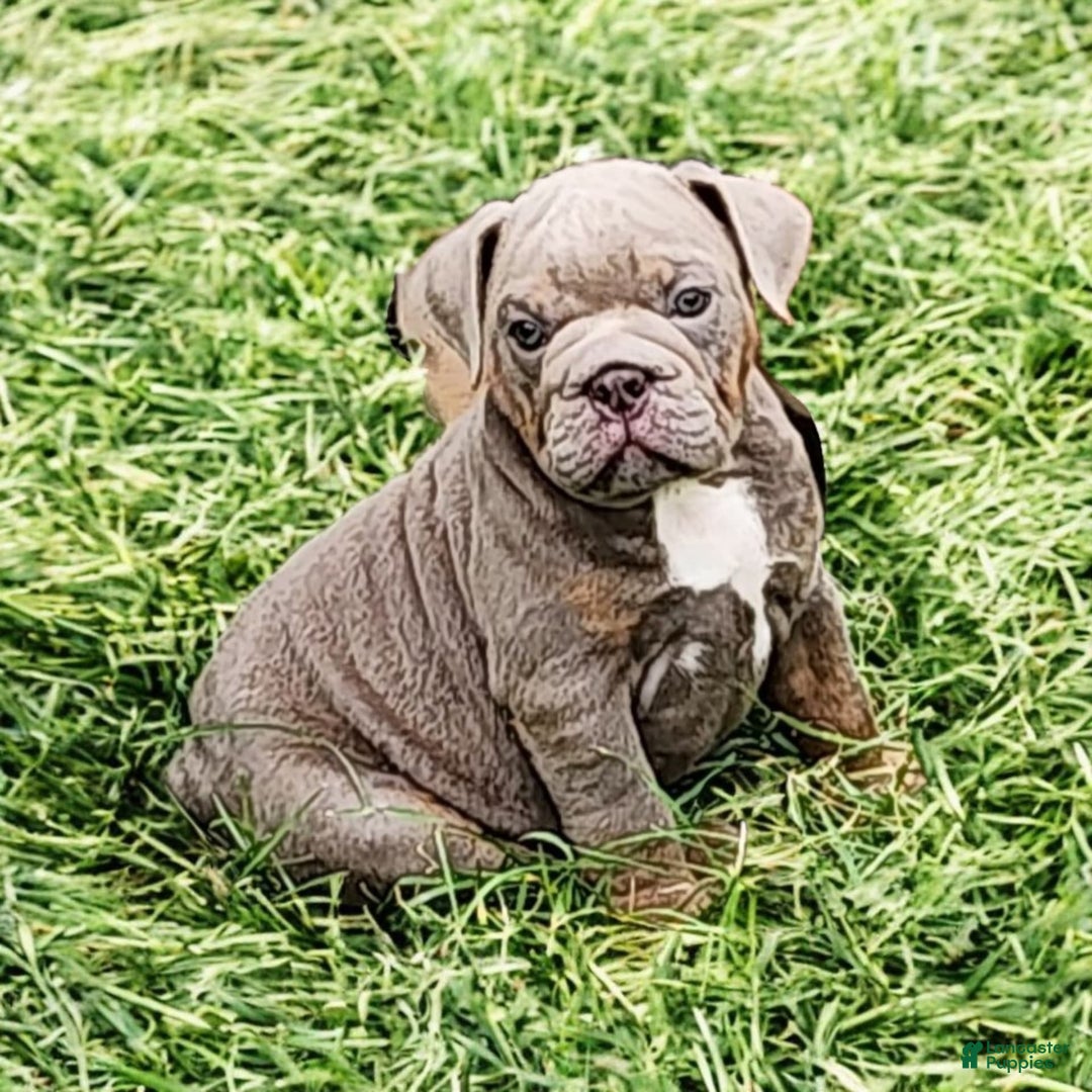 English Bulldog dogs for sale: Velour - Image 6