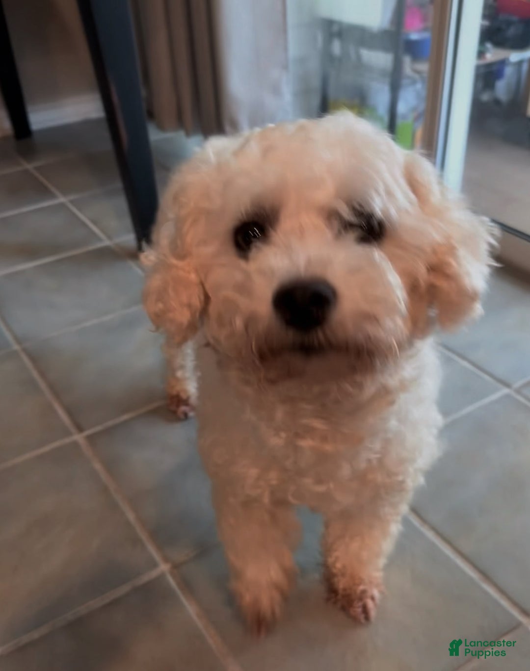 Bichon Frise dogs for sale: Clover - Image 1